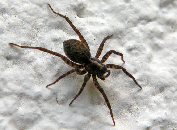 Pardosa sp.